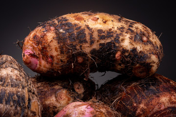 Closeup texture and detail of a lot of hairy brown pink raw Yam edible vegetable from the local Brazilian market against a dark grey background. Studio low key food concept still life. - obrazy, fototapety, plakaty