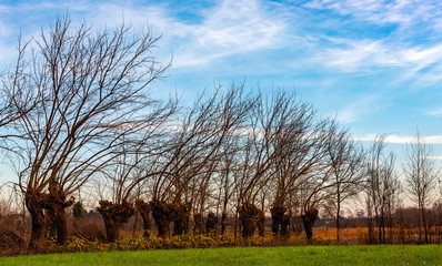 Obraz premium An autumn landscape shot of trees with their branches bent over by the wind in Italy Friuli