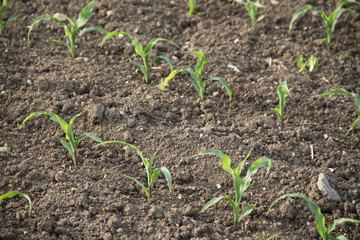 Spring corn field agricultural cultivation 