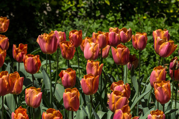 Traditional Tulip Festival at Emirgan Park in Sarıyer district of Istanbul. Colorful tulips of Emirgan Park.