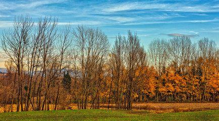 autumn landscape with rows of trees and golden leaves in Friuli Italy