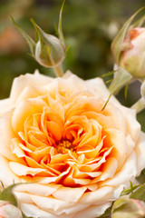 ROSAS EN FLOR