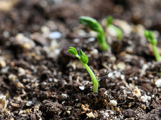 young green sprout