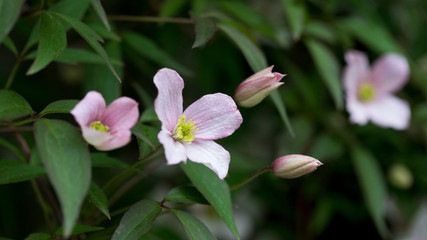 Clematis montana in flower