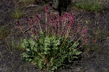 Fototapeta premium flowers