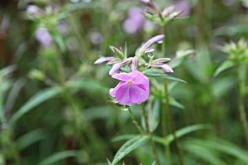 한국 인천시 남동구 인천대공원 입니다