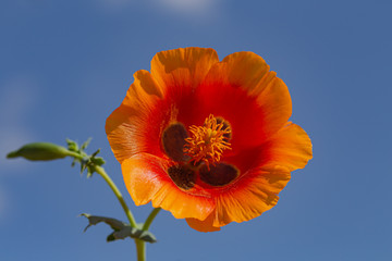 Flower poppy flowering on background poppies flowers. Nature.