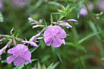 Obraz premium 한국 인천시 남동구 인천대공원 입니다