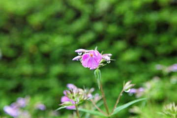 Obraz premium 한국 인천시 남동구 인천대공원 입니다