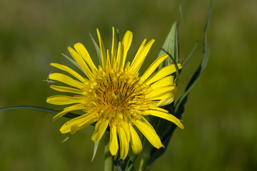 Dandelion macro photo. Yellow dandelion flower. Green dandelion leaves. Dandelions bloom in spring.