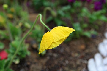 한국 인천시 남동구 인천대공원 입니다