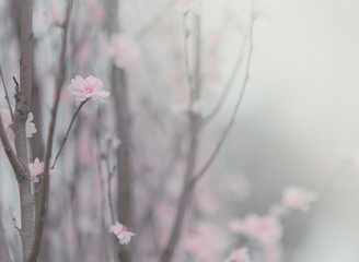 Pink peach blossom close up; flower background