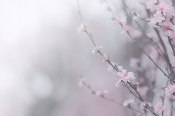 Pink peach blossom close up; flower background