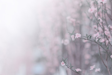 Pink peach blossom close up; flower background