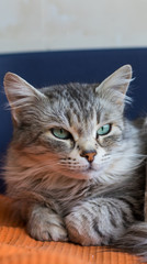 Siberian breed of cat relaxes in a garden. Hypoallergenic domestic animal of livestock with long hair
