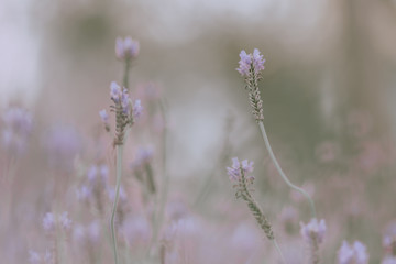 Lavender flower; Nature Background or texture