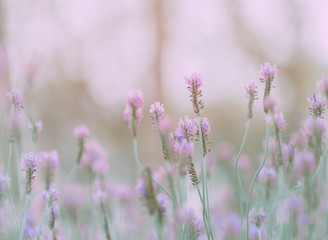 Lavender flower; Nature Background or texture