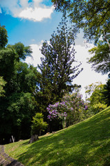 Vegetação no Horto Florestal