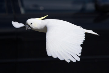Cockatoo in Flight Against a Black Background © Craig