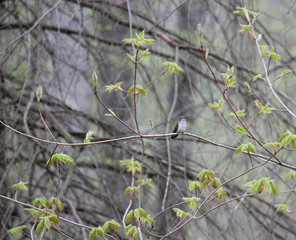 humming birds