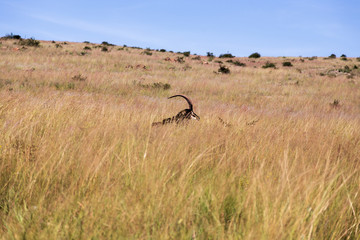 wild deer in the savannah