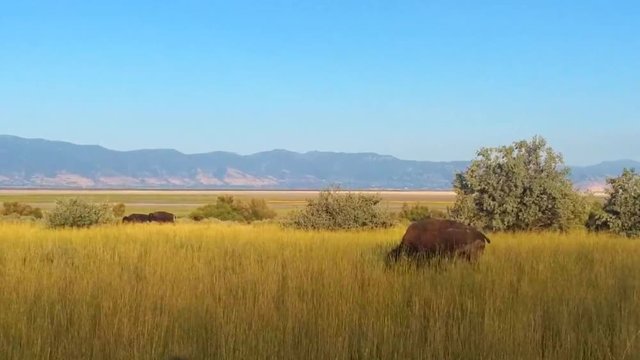 Bison grazing and rolling around in dust for biting flies scratching back with dirt near Great Salt Lake, Utah on Antelope Island