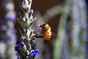 Bees on Lavender