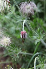 한국 인천시 남동구 인천대공원 입니다