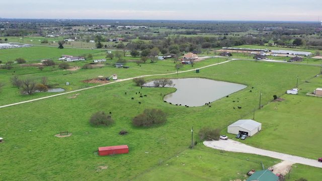 Cattle Grazing by a Pond Near the City, Bryan, Texas, USA