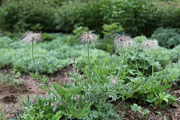 한국 인천시 남동구 인천대공원 입니다