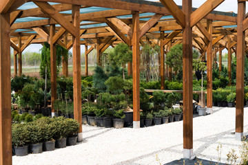 Nursery of various green spruce plants for gardening.