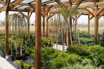 Nursery of various green spruce plants for gardening.