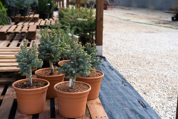 Nursery of various green spruce plants for gardening.