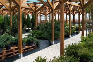 Nursery of various green spruce plants for gardening.