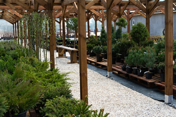 Nursery of various green spruce plants for gardening.
