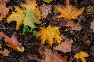 Herbstlaub im Wald