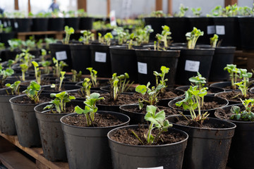 strawberry seedlings in pots growing in a garden nursery, sale of strawberry seedlings at the farmers ' market