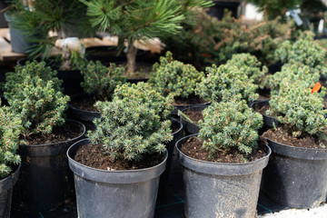 Nursery of various green spruce plants for gardening.