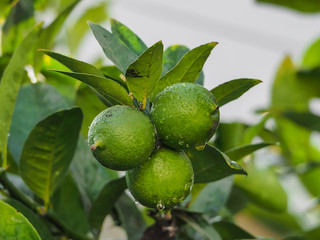 Green lemons on its branches with raindrops