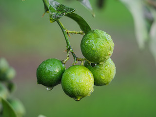 Green lemons on its branches with raindrops