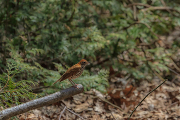 Wood thrush sitting on a fallen log against a cedar background. 
