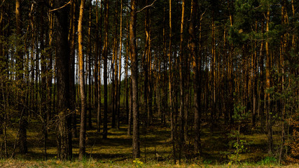 Fototapeta na wymiar Trees in the Sokole reserve on a sunny day. Free entry space.