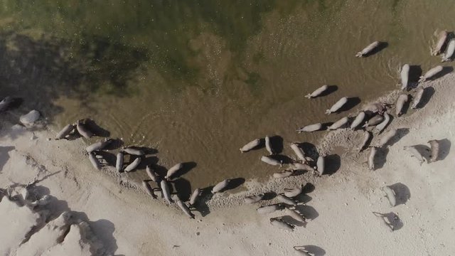 Aerial dron top-down still of Iberian pigs drinking water in muddy pond and arid field