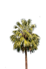 Fototapeta premium green leaf isolated on white background with copy space