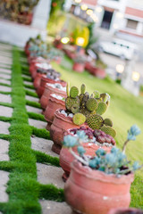 cactus species, A cactus is a member of the plant family Cactaceae.
