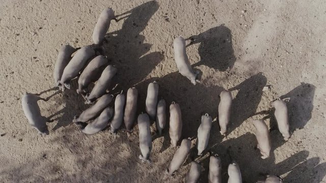 Aerial Drone close top-down of  iberian pigs eating acorn in dry field, Extremadura, Spain