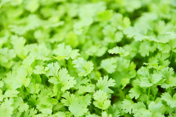 Coriander plant leaf growing in the graden nature background - Green coriander leaves vegetable for food ingredients