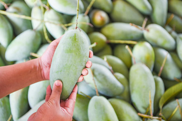 Hand holding green mango for sale and buy in the fruit market in Thailand - Fresh raw mango harvest from tree agriculture asian