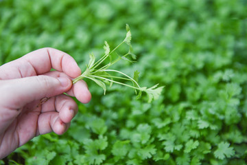Coriander plant leaf on hand picking in the graden nature background - Green coriander leaves vegetable for food ingredients