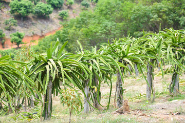 Fototapeta na wymiar Dragon fruit tree in the garden orchard tropical summer fruit nature farm on the mountain agriculture - dragon fruit in Thailand